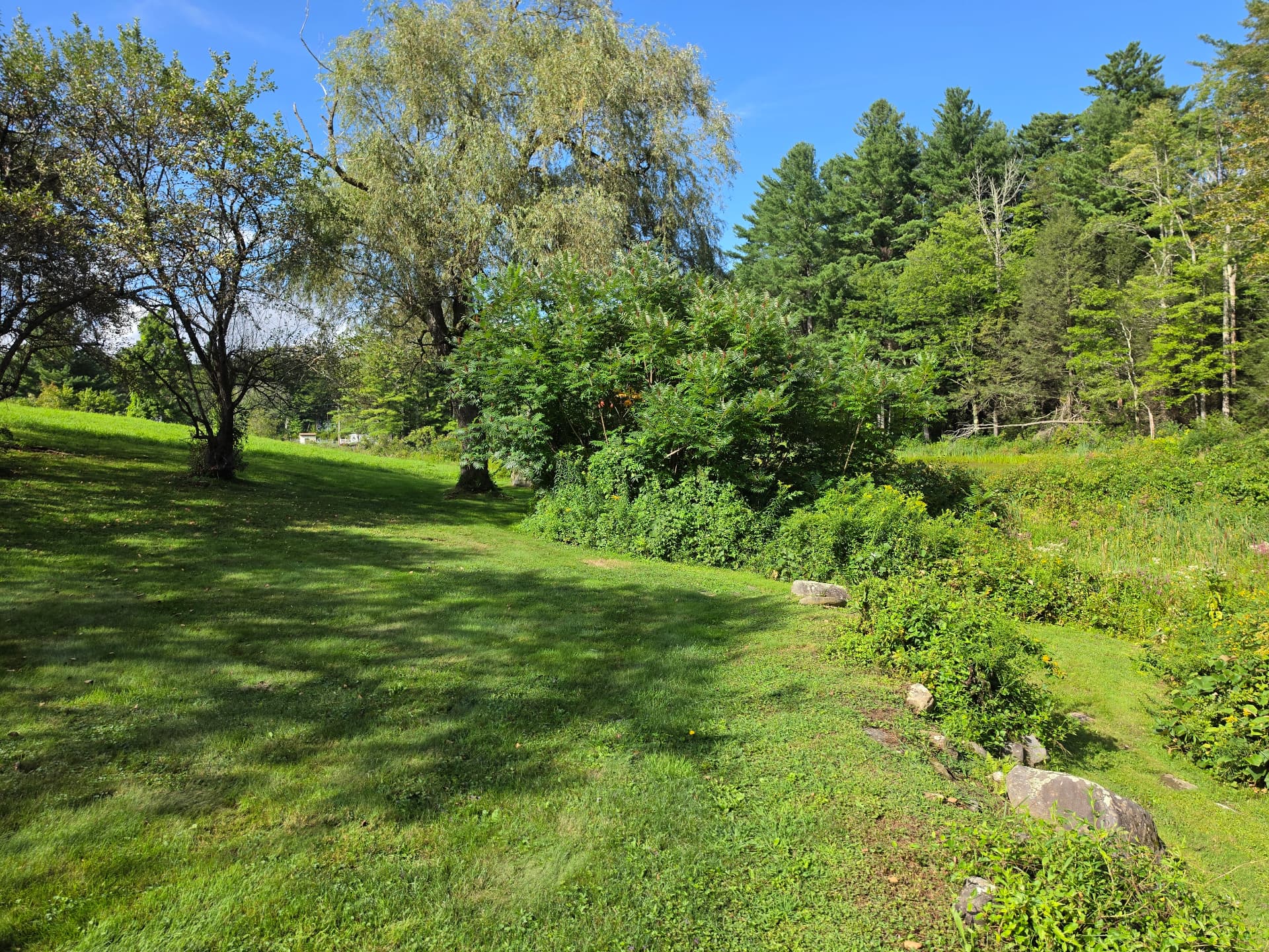 Pond edge hidden behind heavy overgrowth before selective forestry mulching, Huntington MA