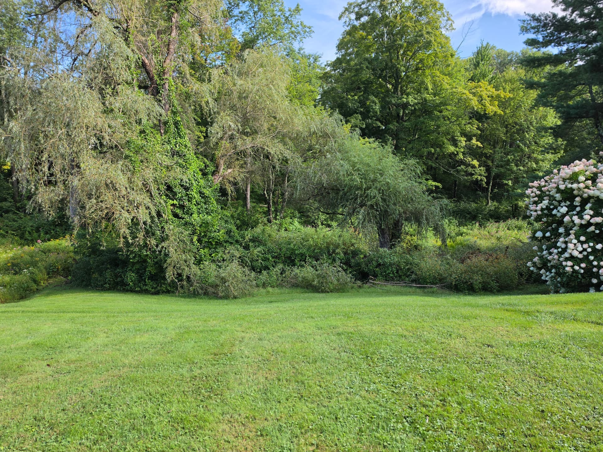 Overgrown pond edge before selective forestry mulching in Huntington, Massachusetts