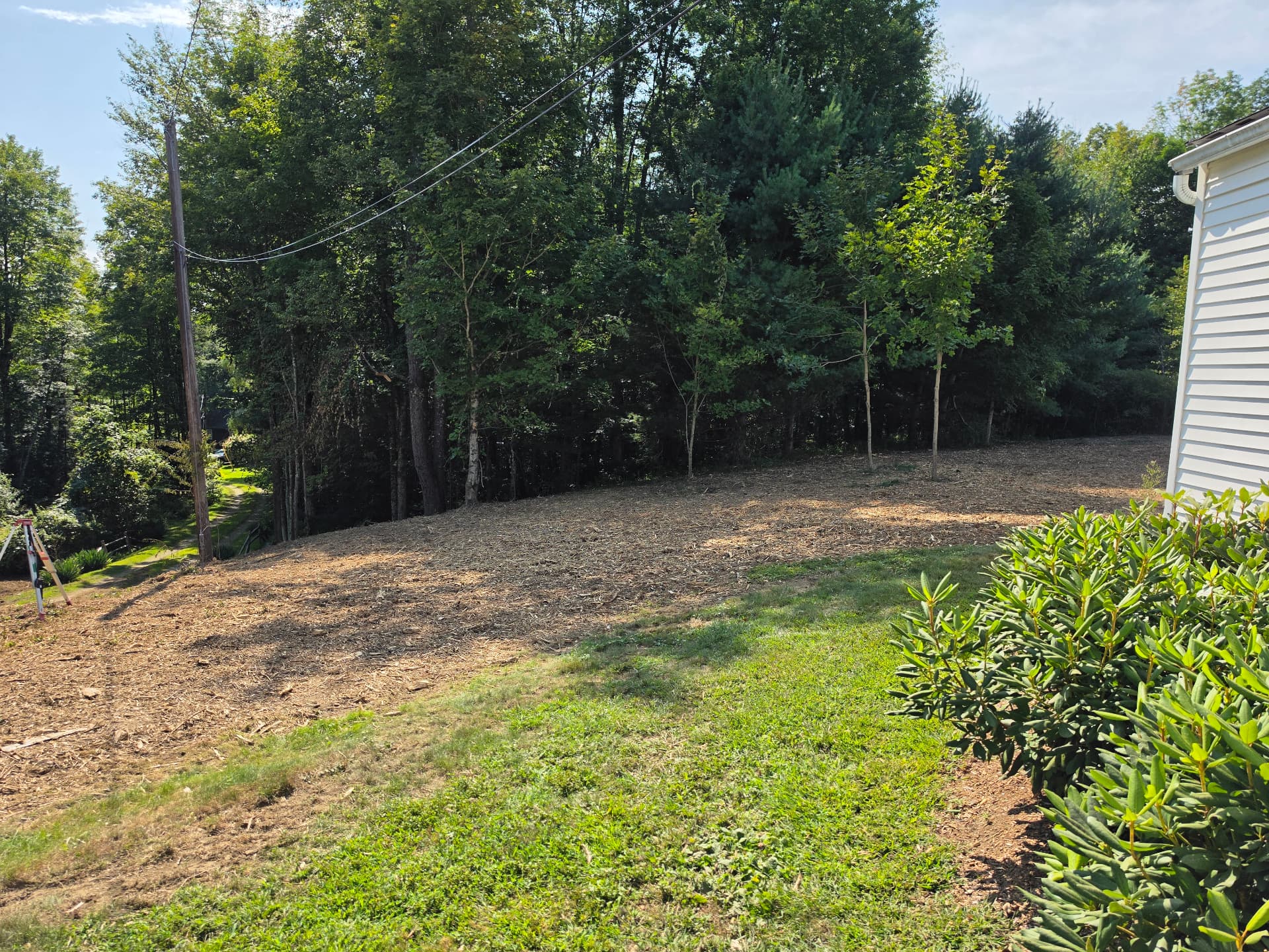 Reclaimed west yard and driveway tree line, Huntington MA