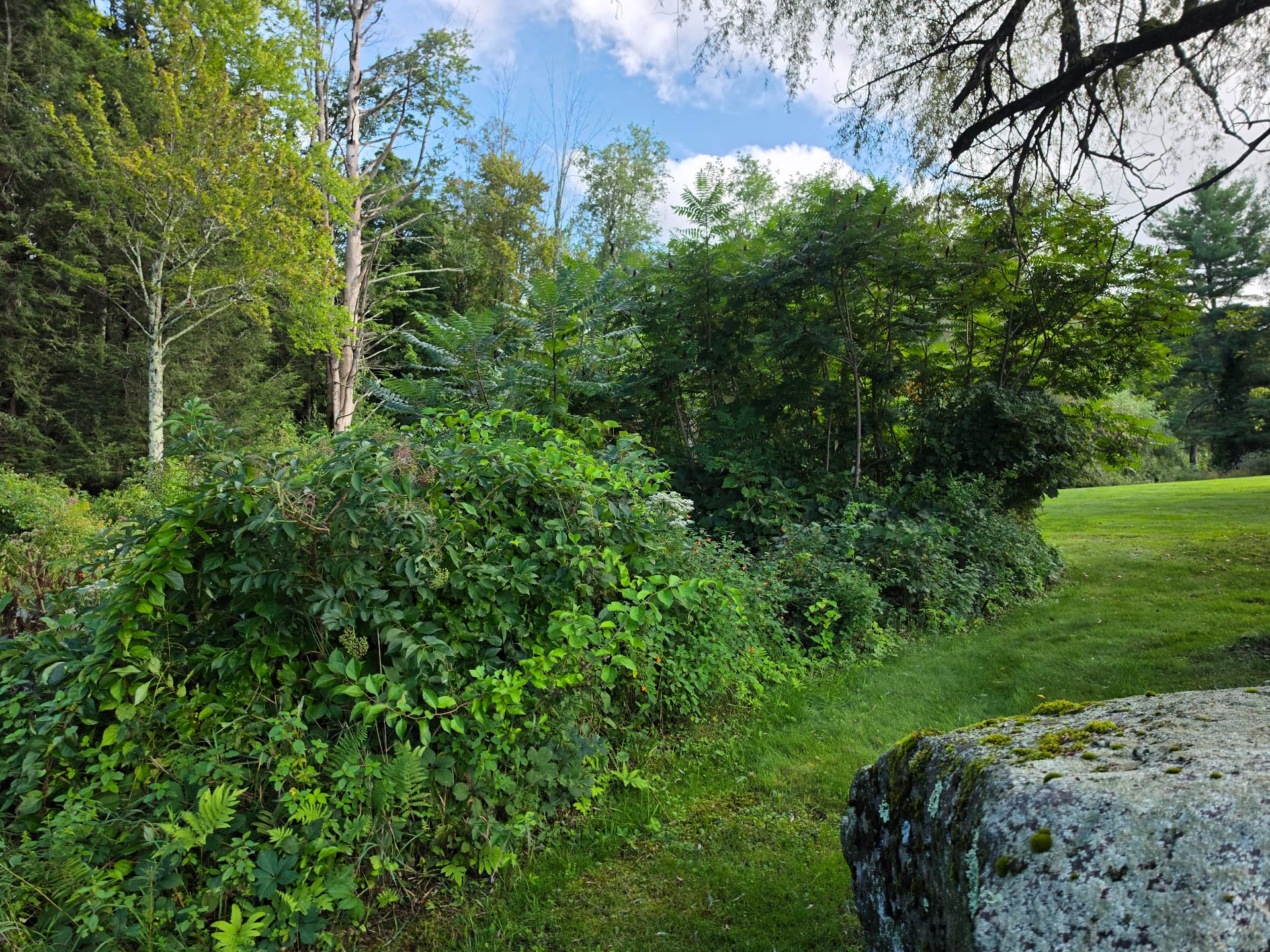 Dense understory along the pond and wooded transition before mulching, Huntington MA