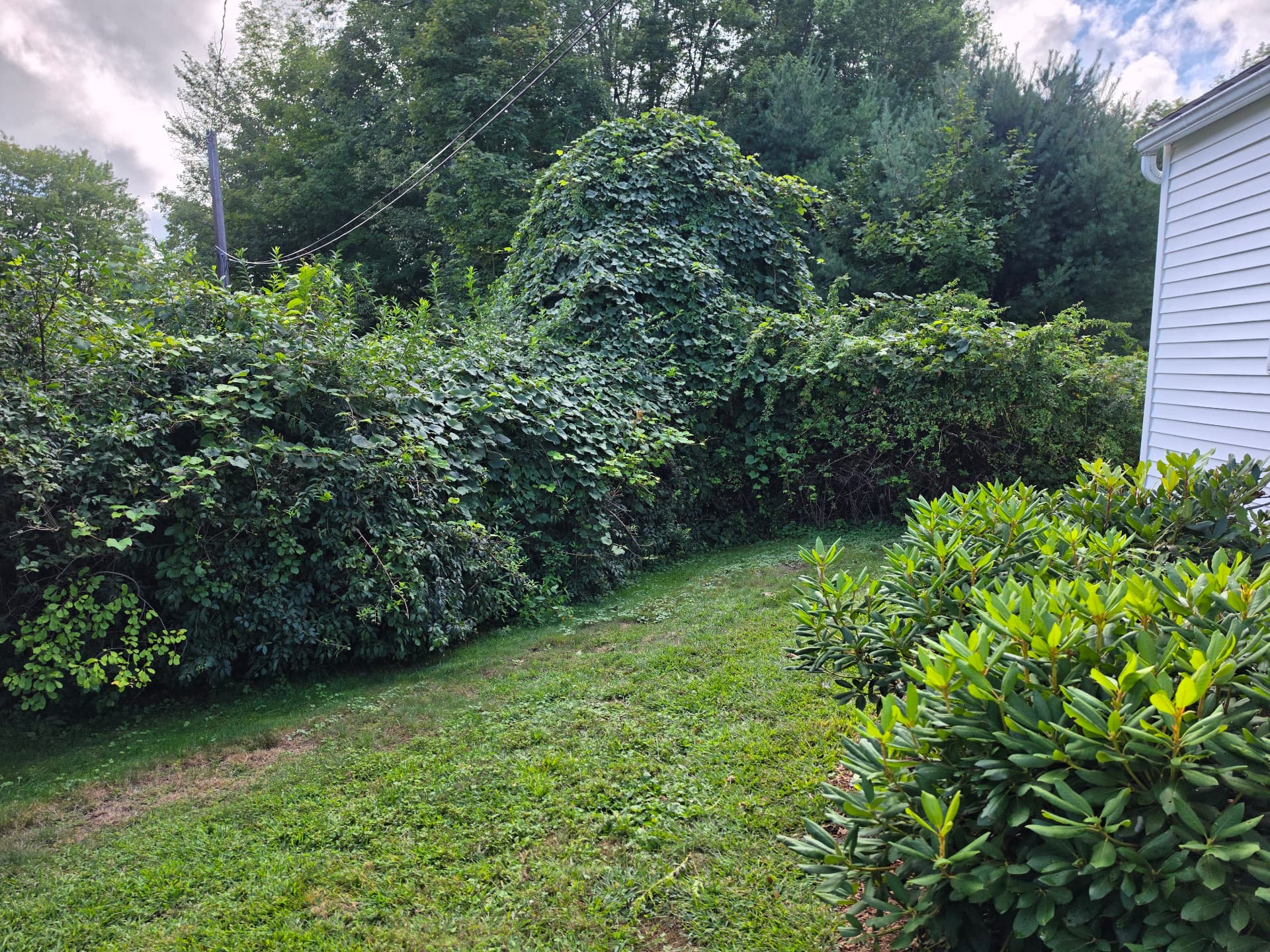 Overgrown brush and vines near the driveway before clearing, Huntington MA