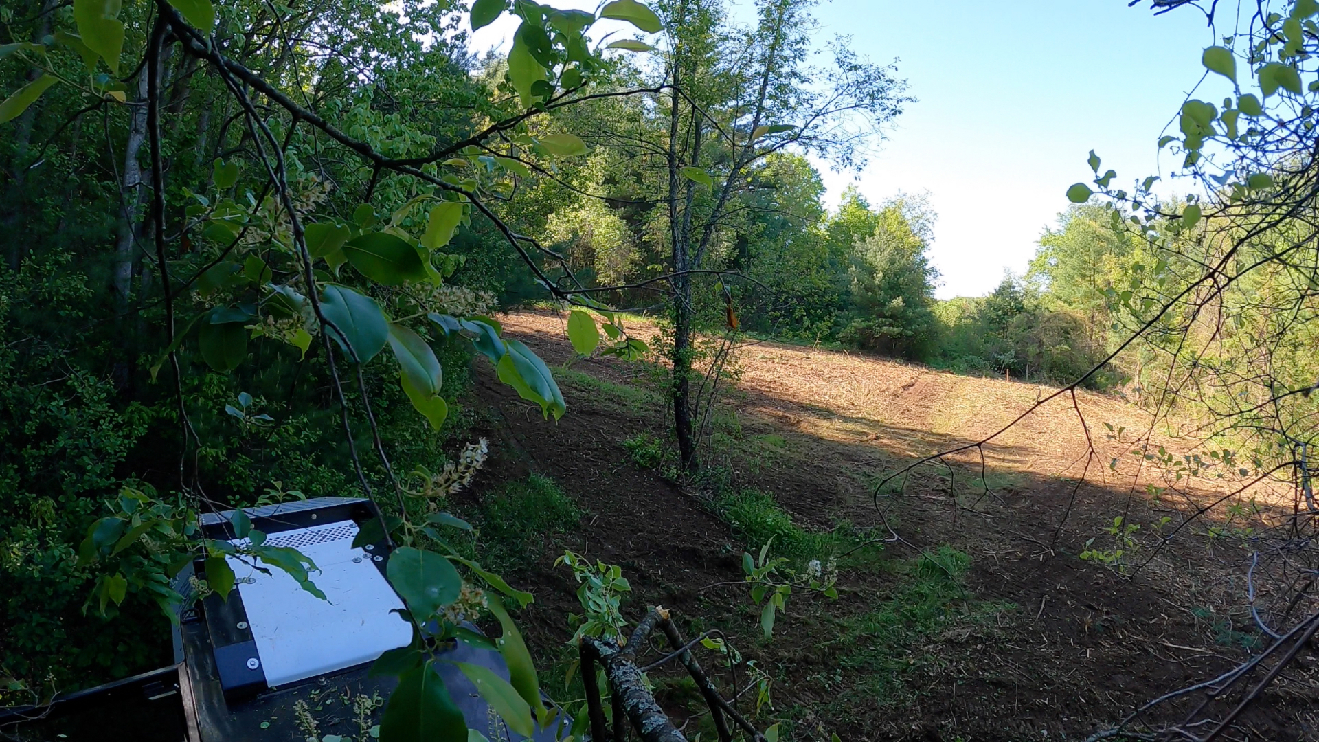 Reclaimed trail edge in Southampton, Western Massachusetts after forestry mulching and selective land clearing