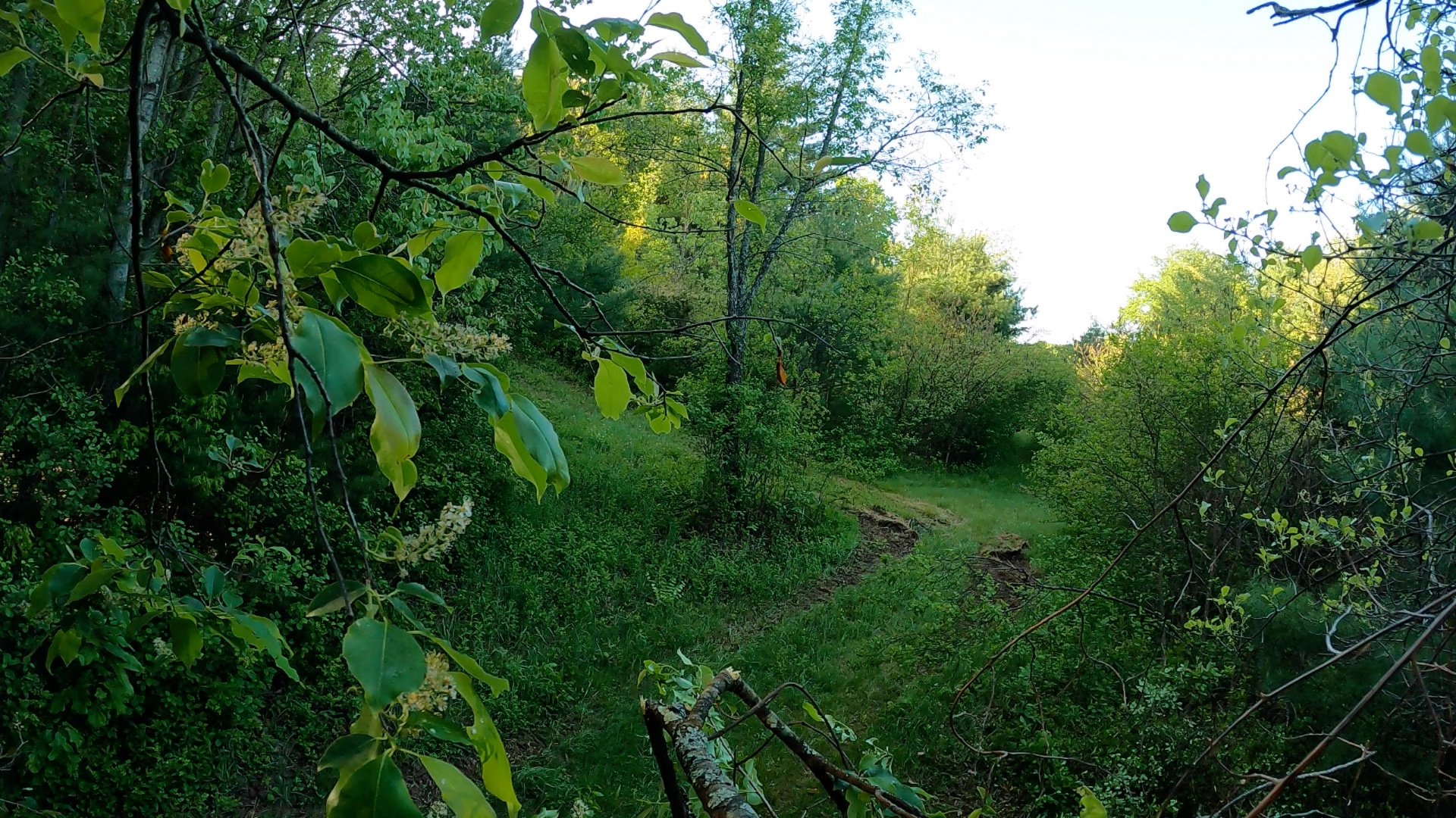 Overgrown trail edge in Southampton, Western Massachusetts before low-impact forestry mulching