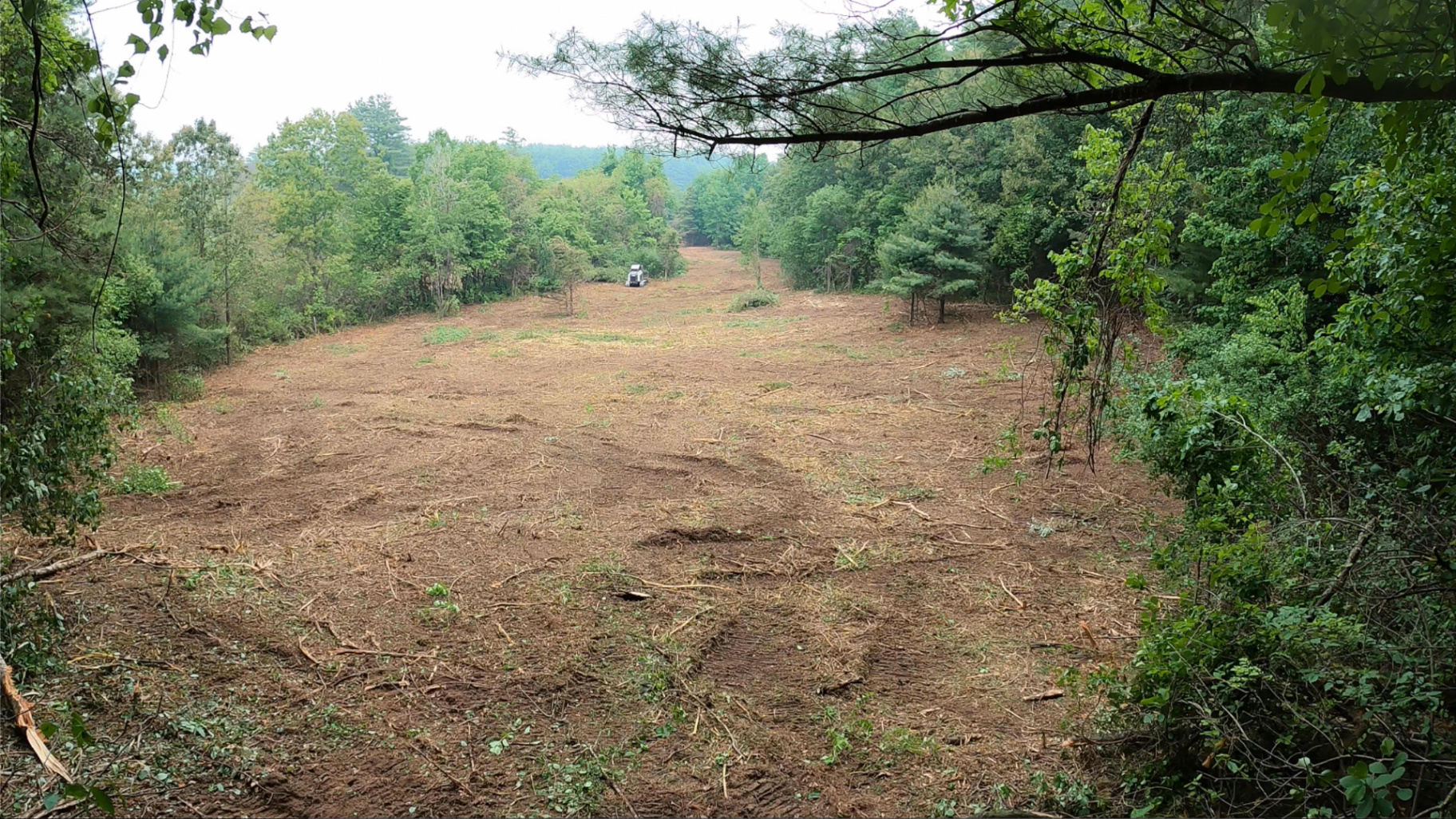 Restored pasture field in Southampton WMA after low-impact forestry mulching and land clearing