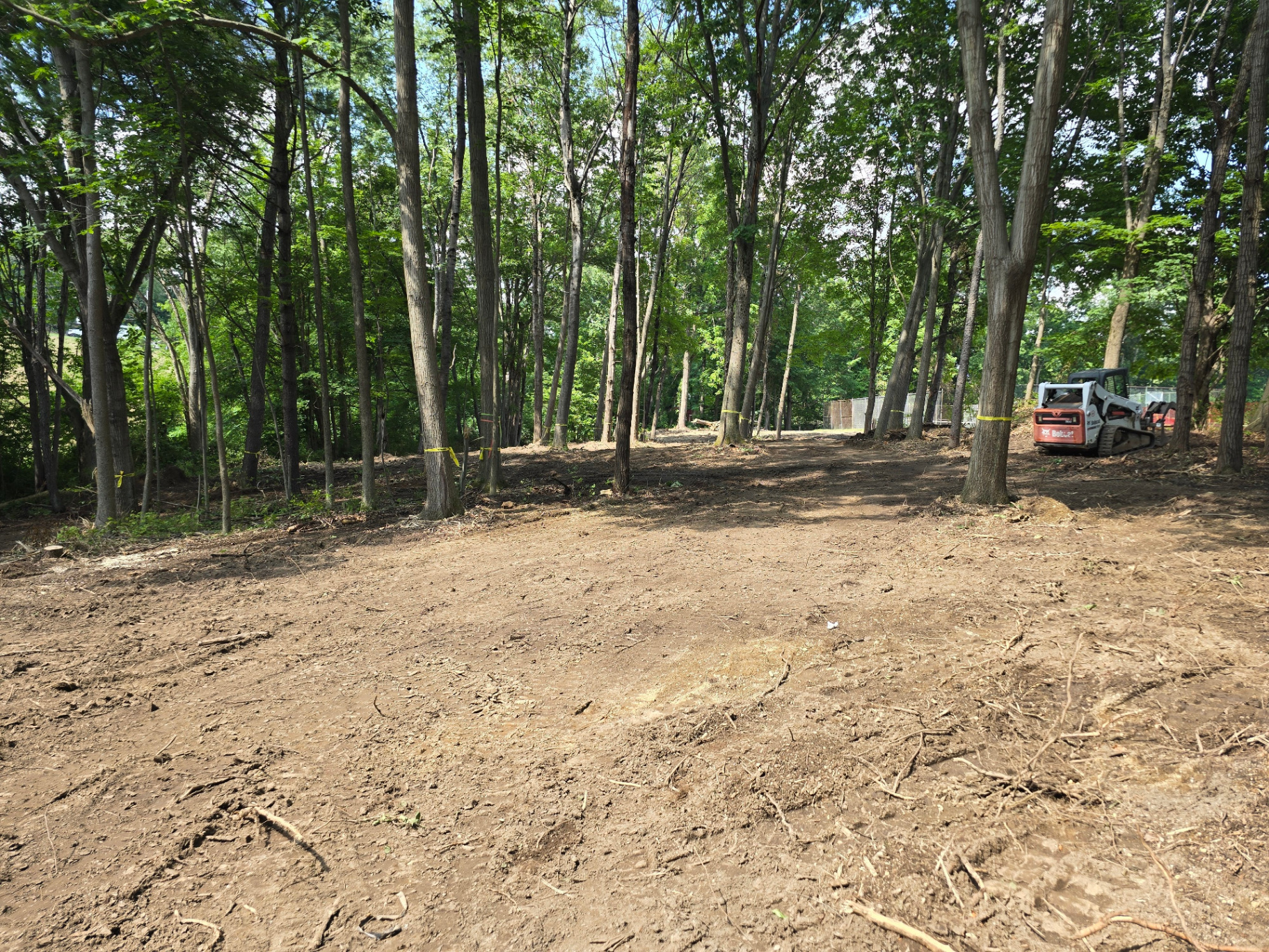 Open woodland in Stockbridge, Western Massachusetts after selective forestry mulching that preserves mature trees