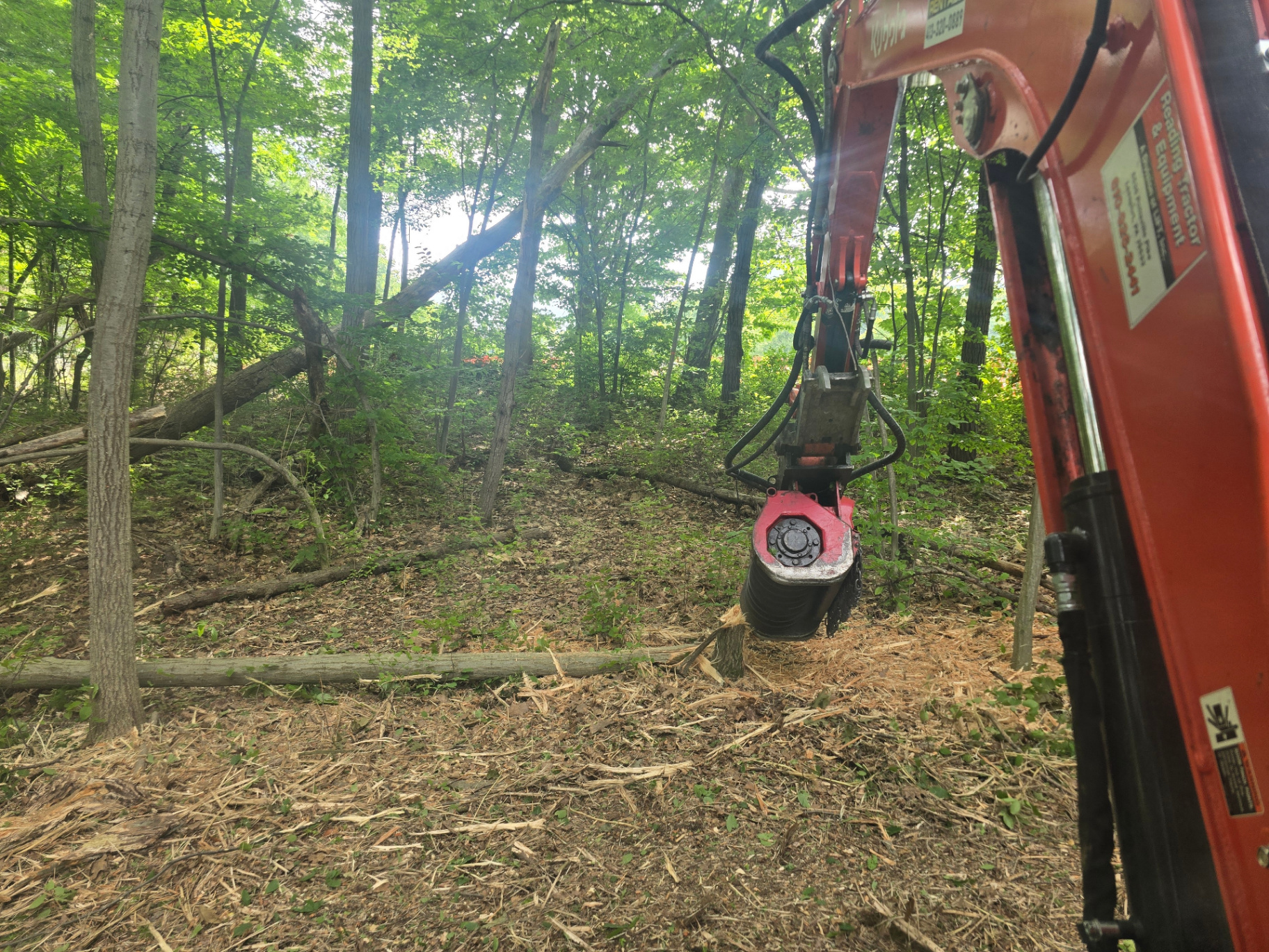 Dense wooded area in Stockbridge, Western Massachusetts before selective low-impact land clearing